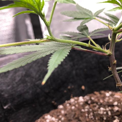 1-SSH-1 #12 growlog timeline photo