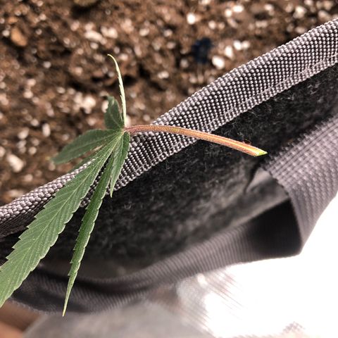 1-SSH-1 #12 growlog timeline photo