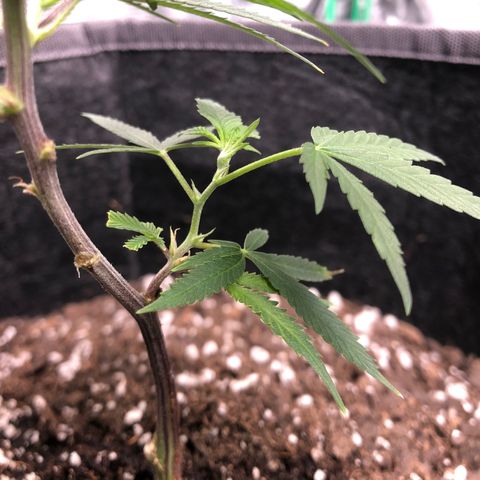 1-SSH-1 #12 growlog timeline photo