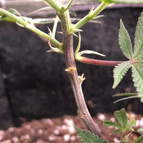 1-SSH-1 #12 growlog timeline photo