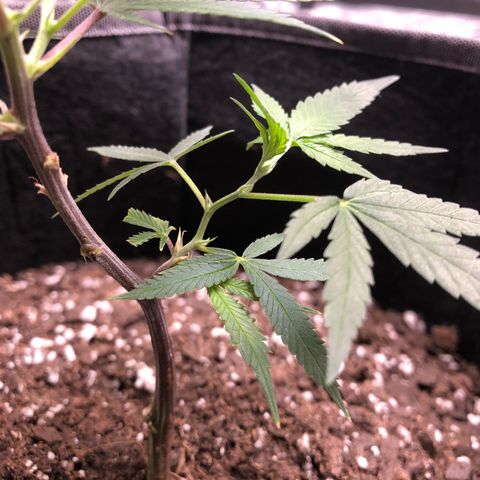 1-SSH-1 #12 growlog timeline photo