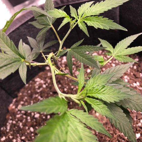 1-SSH-1 #12 growlog timeline photo