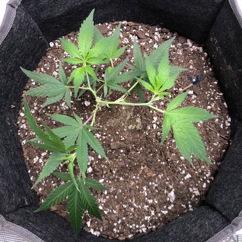 1-SSH-1 #12 growlog timeline photo