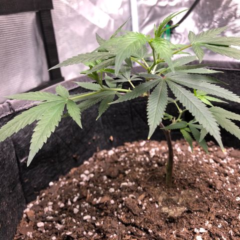 1-SSH-1 #12 growlog timeline photo