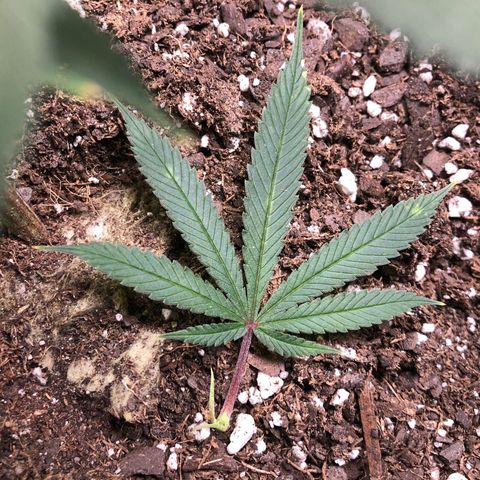 1-SSH-1 #12 growlog timeline photo