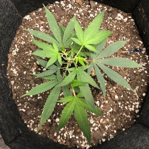 1-SSH-1 #12 growlog timeline photo