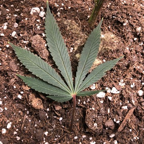1-SSH-1 #12 growlog timeline photo