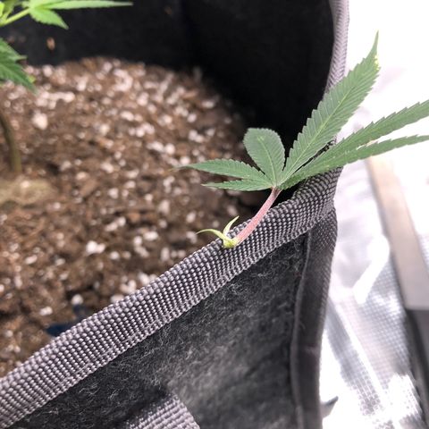 1-SSH-1 #12 growlog timeline photo