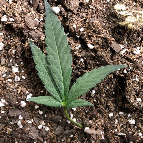 1-SSH-1 #12 growlog timeline photo