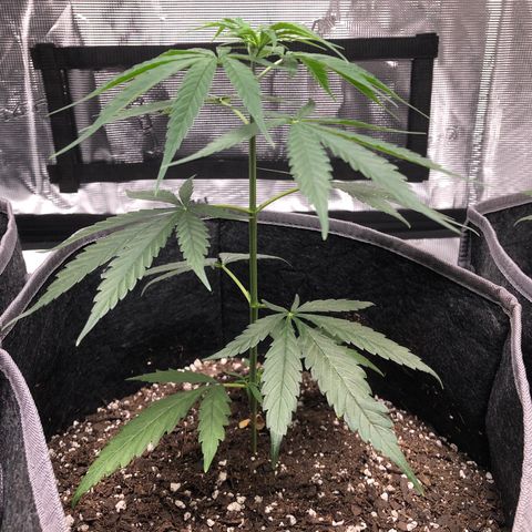 1-PTR-8 #9 growlog timeline photo