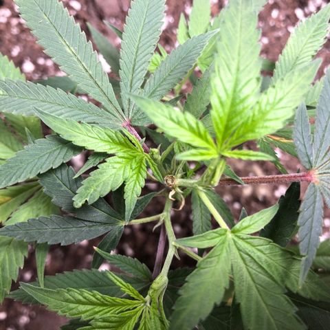 1-SSH-1 #12 growlog timeline photo