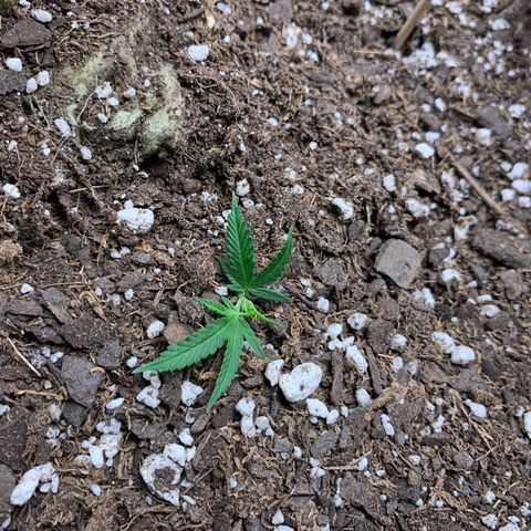 1-SSH-1 #12 growlog timeline photo
