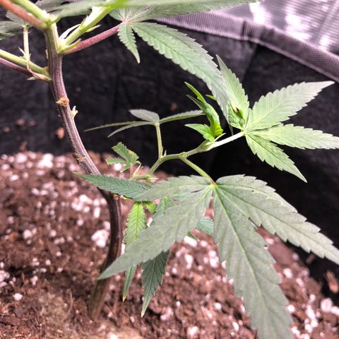 1-SSH-1 #12 growlog timeline photo