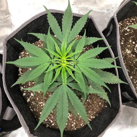 1-PTR-8 #9 growlog timeline photo