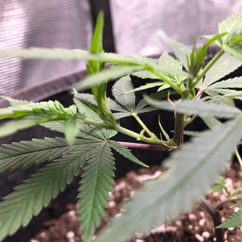 1-SSH-1 #12 growlog timeline photo
