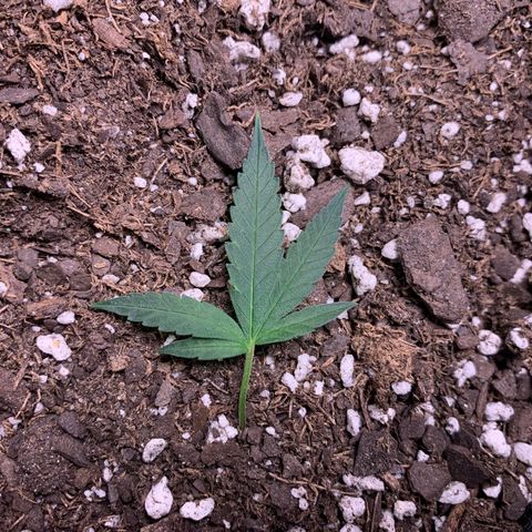 1-SSH-1 #12 growlog timeline photo
