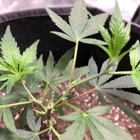 1-SSH-1 #12 growlog timeline photo