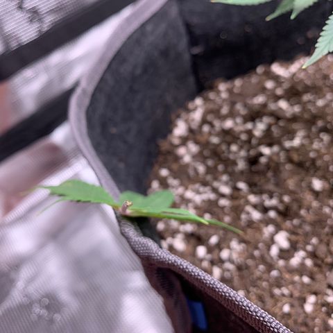 1-SSH-1 #12 growlog timeline photo