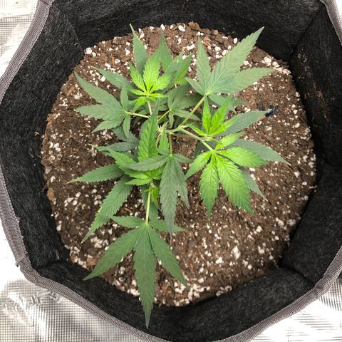 1-SSH-1 #12 growlog timeline photo