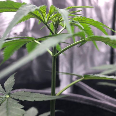 1-PTR-8 #9 growlog timeline photo