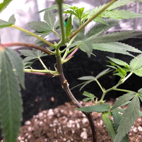 1-SSH-1 #12 growlog timeline photo