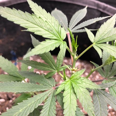 1-SSH-1 #12 growlog timeline photo