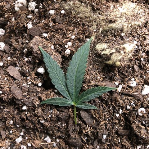 1-SSH-1 #12 growlog timeline photo