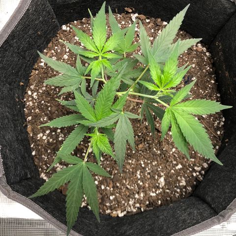1-SSH-1 #12 growlog timeline photo