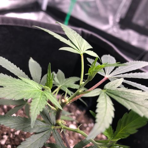 1-SSH-1 #12 growlog timeline photo