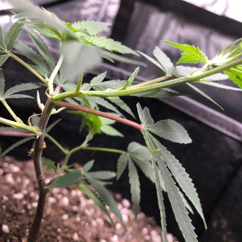 1-SSH-1 #12 growlog timeline photo