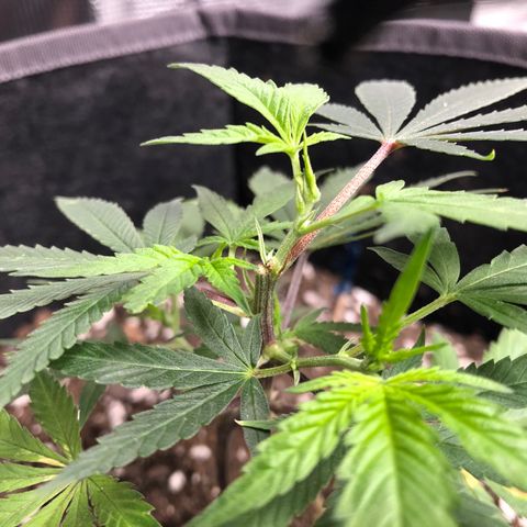 1-SSH-1 #12 growlog timeline photo
