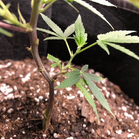 1-SSH-1 #12 growlog timeline photo