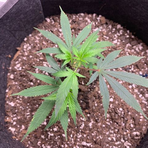 1-SSH-1 #12 growlog timeline photo