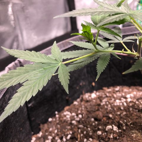 1-SSH-1 #12 growlog timeline photo