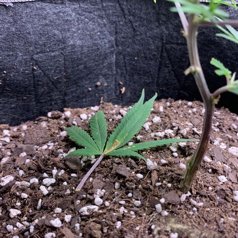1-SSH-1 #12 growlog timeline photo