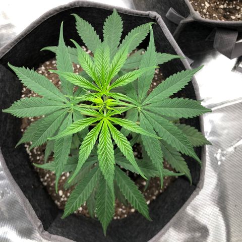 1-PTR-8 #9 growlog timeline photo