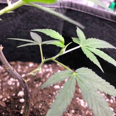 1-SSH-1 #12 growlog timeline photo
