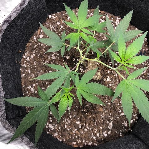 1-SSH-1 #12 growlog timeline photo