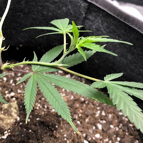1-SSH-1 #12 growlog timeline photo
