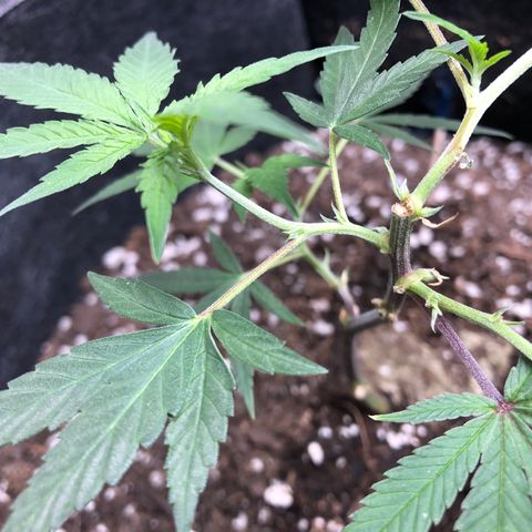 1-SSH-1 #12 growlog timeline photo