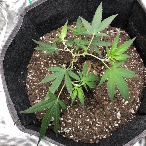 1-SSH-1 #12 growlog timeline photo
