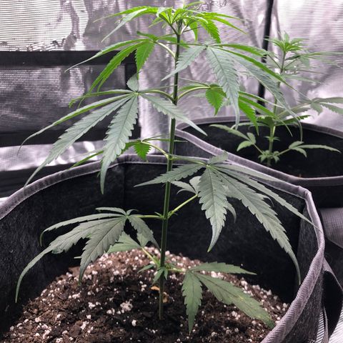 1-PTR-8 #9 growlog timeline photo