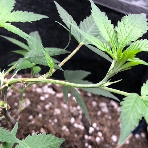 1-SSH-1 #12 growlog timeline photo