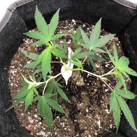 1-SSH-1 #12 growlog timeline photo
