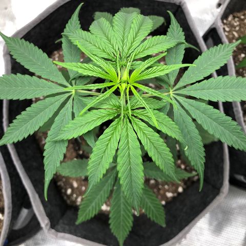 1-PTR-8 #9 growlog timeline photo