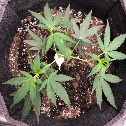 1-SSH-1 #12 growlog timeline photo