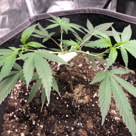 1-SSH-1 #12 growlog timeline photo