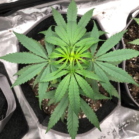 1-PTR-8 #9 growlog timeline photo