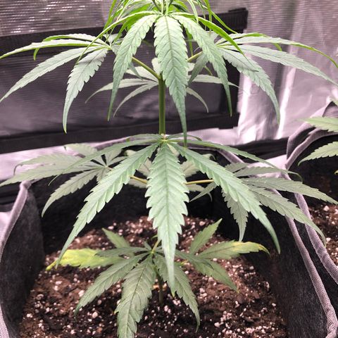 1-PTR-8 #9 growlog timeline photo