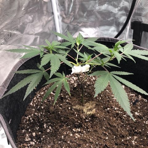 1-SSH-1 #12 growlog timeline photo